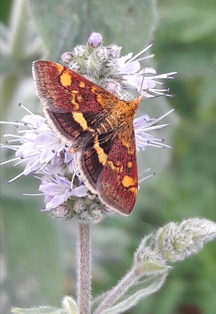Pyrausta aurata - aranyló bíbormoly