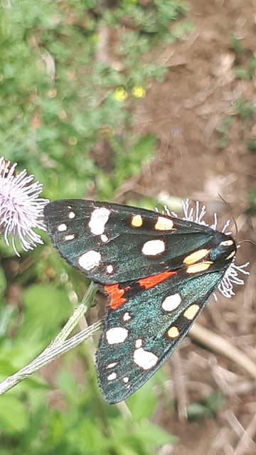 Callimorpha dominula - fémes medvelepke