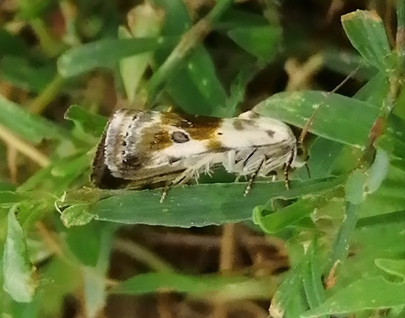 Ponometia candefacta - parlagfűbagoly