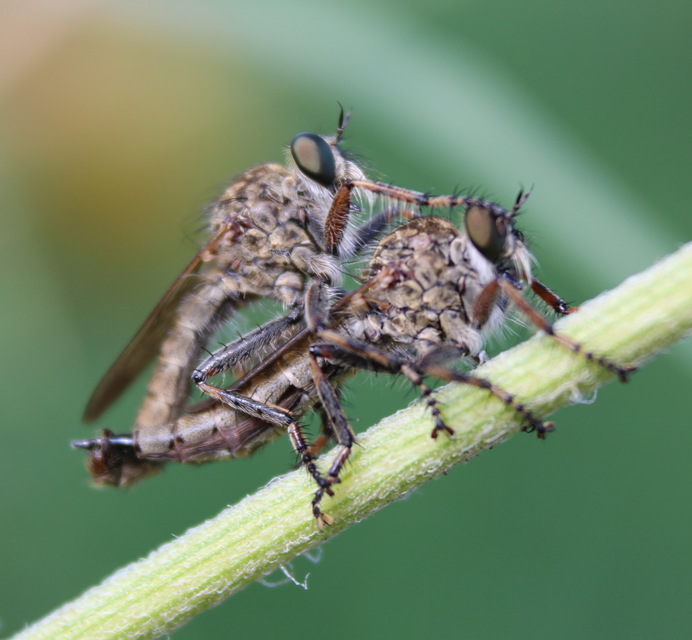 Tolmerus cingulatus