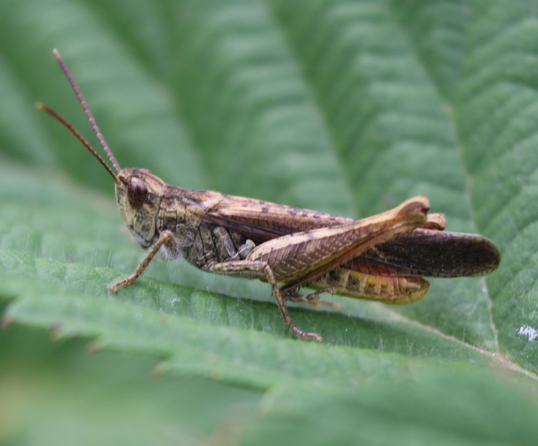 Chorthippus brunneus - közönséges tarlósáska