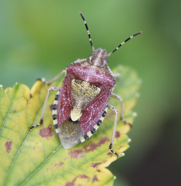 Dolycoris baccarum - közönséges bogyómászó-poloska