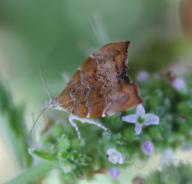 Choreutis nemorana - füge-levélmoly
