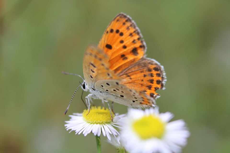 Lycaena thersamon - kis tűzlepke
