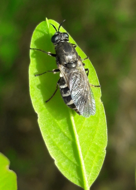 Lasiopa