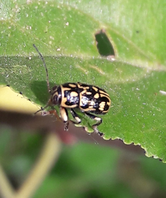 Pachybrachis tesselatus - ragyáshátú tömzsibogár