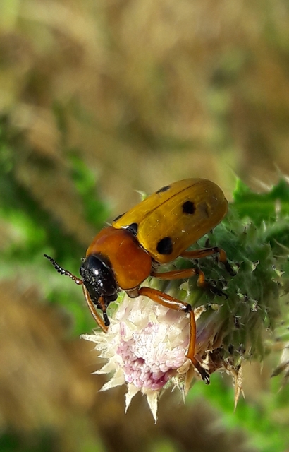 Tituboea macropus - dárdahere-zsákhordóbogár
