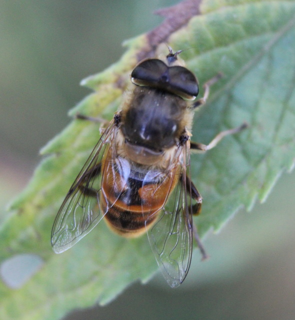 Eristalis tenax - közönséges herelégy