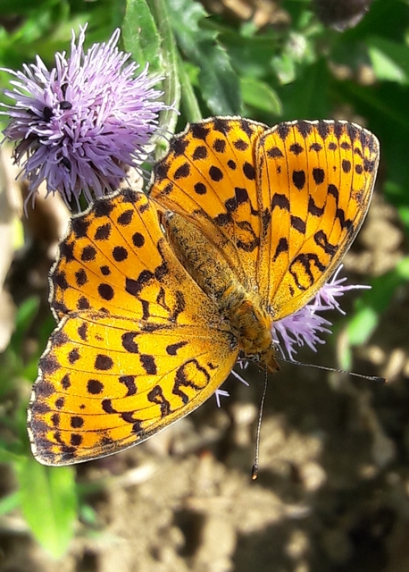 Brenthis daphne - málna-gyöngyházlepke
