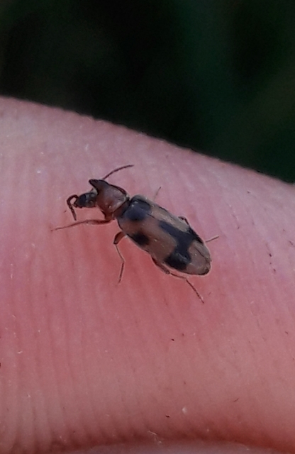 Notoxus appendicinus - déli nyakszarvúbogár