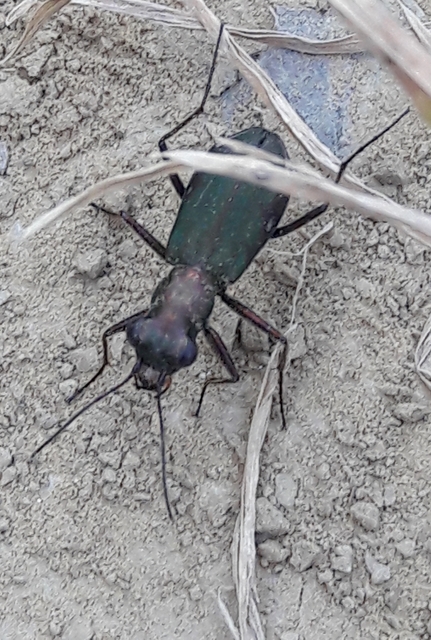 Cylindera germanica - parlagi homokfutrinka