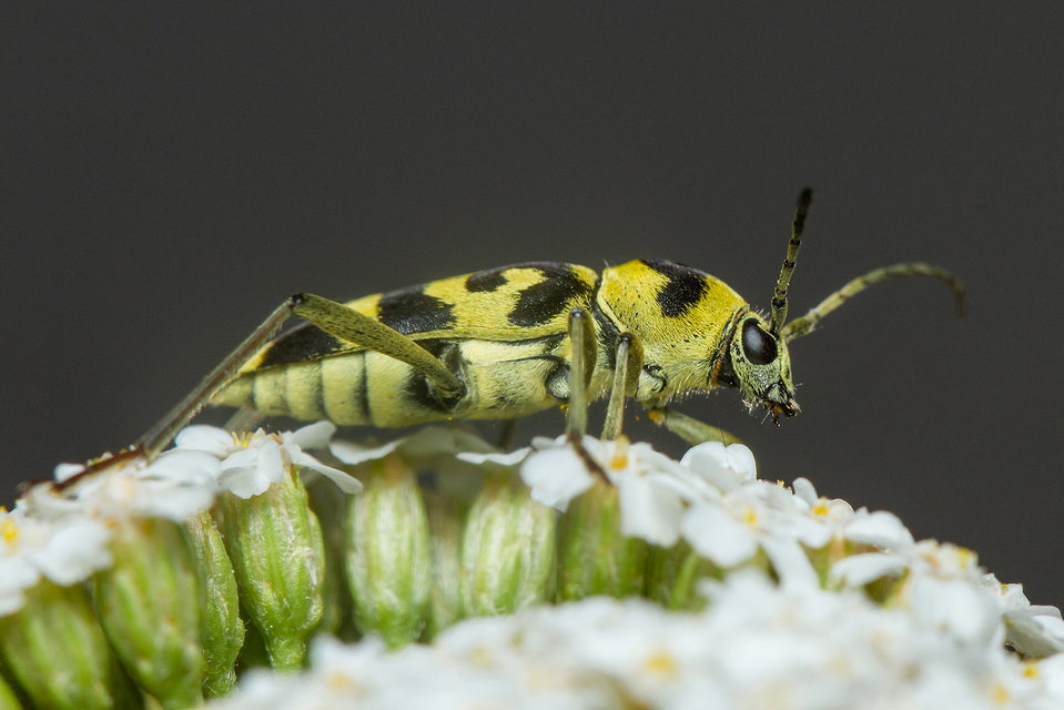 Chlorophorus varius - díszes darázscincér