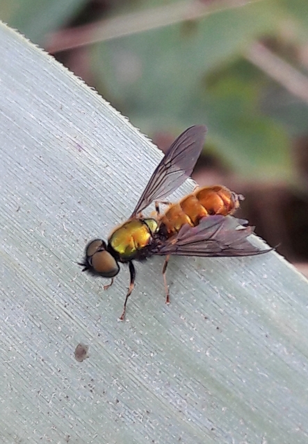 Chloromyia speciosa