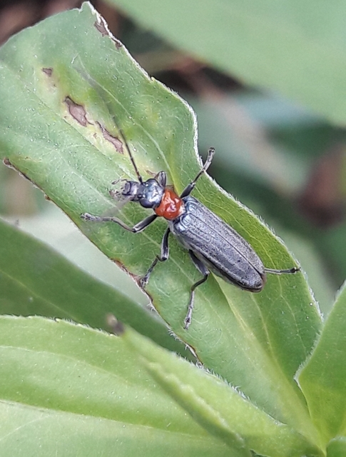 Oedemera croceicollis - pirostorú álcincér