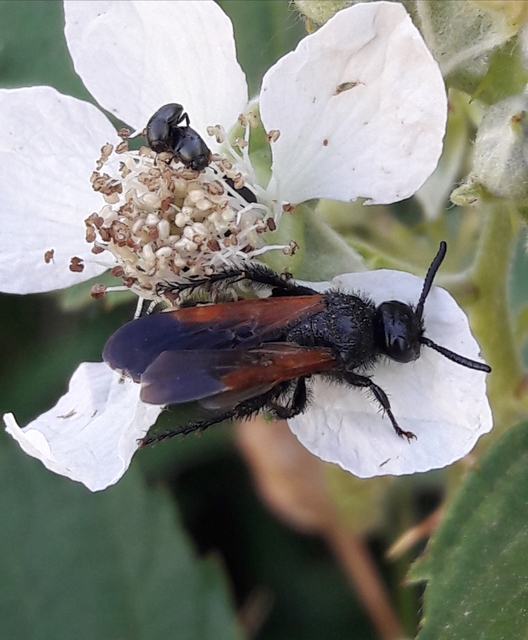 Scolia sexmaculata - négyfoltos tőrösdarázs