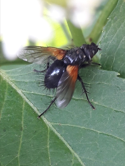 Zophomyia temula