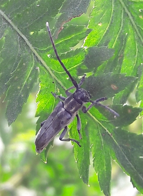 Phytoecia nigricornis - ürömcincér