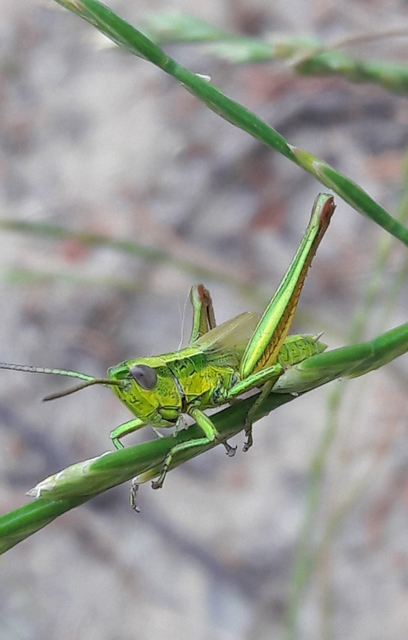Euthystira brachyptera - smaragdzöld sáska