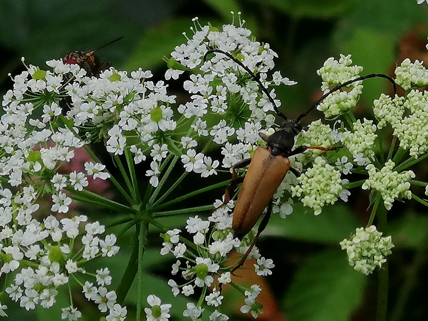 Stictoleptura rubra - vörös virágcincér