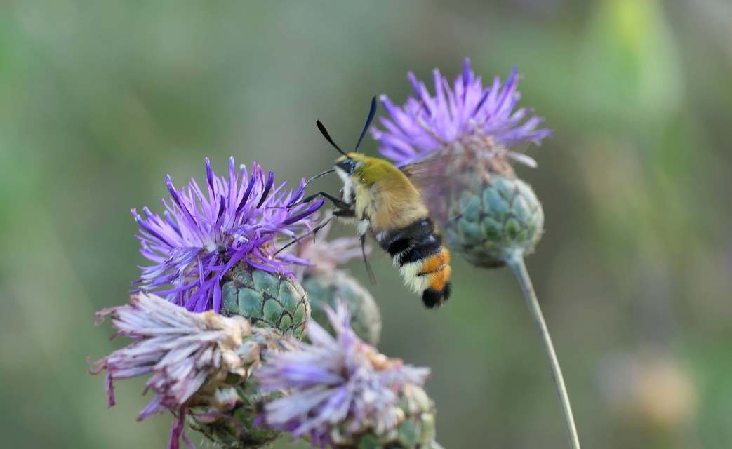 Hemaris tityus - pöszörszender Hemaris tityus - pöszörszender