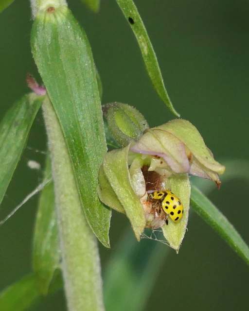 Psyllobora vigintiduopunctata - huszonkétpettyes katica