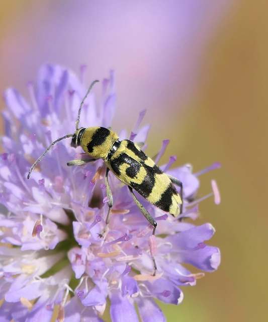 Chlorophorus varius - díszes darázscincér
