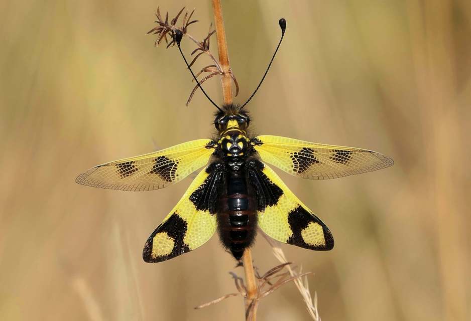 Libelloides macaronius - keleti rablópille