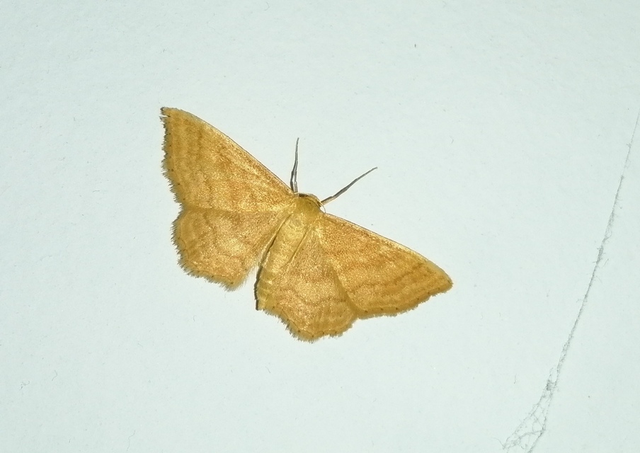 Idaea ochrata - okkerszínű sávosaraszoló