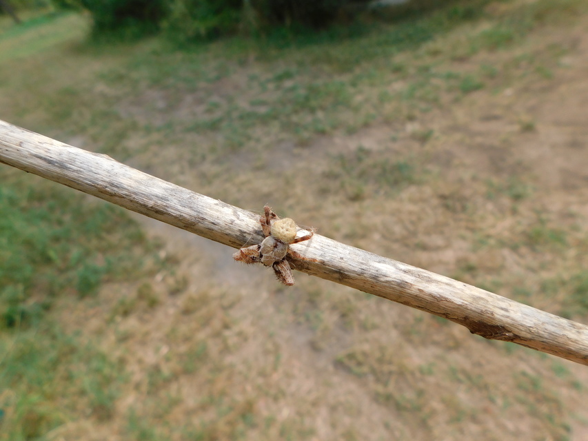 Araneus circe/angulatus