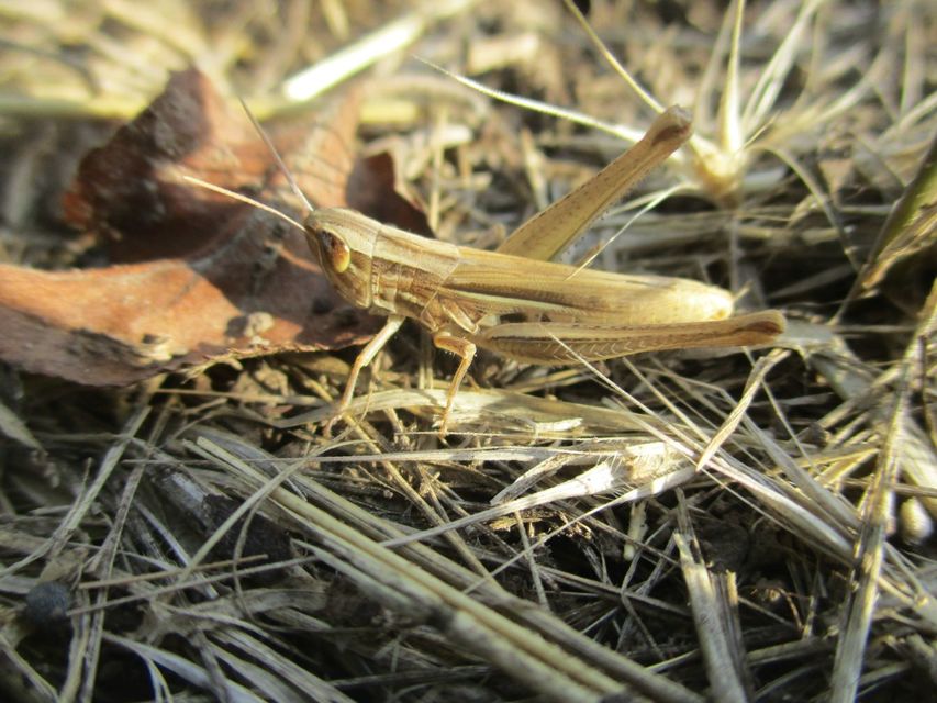 Euchorthippus declivus - rövidszárnyú rétisáska