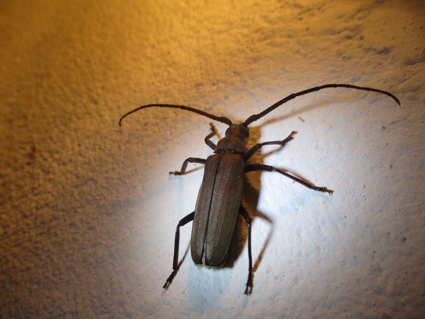Aegosoma scabricorne - diófacincér