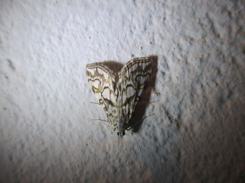 Elophila nymphaeata - tarka vízimoly