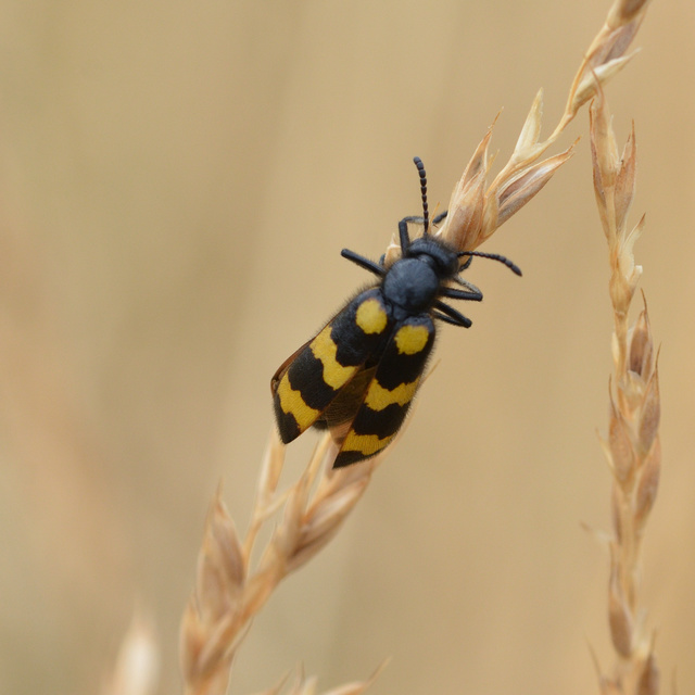 Mylabris variabilis - szalagos hólyaghúzó Mylabris variabilis - szalagos hólyaghúzó
