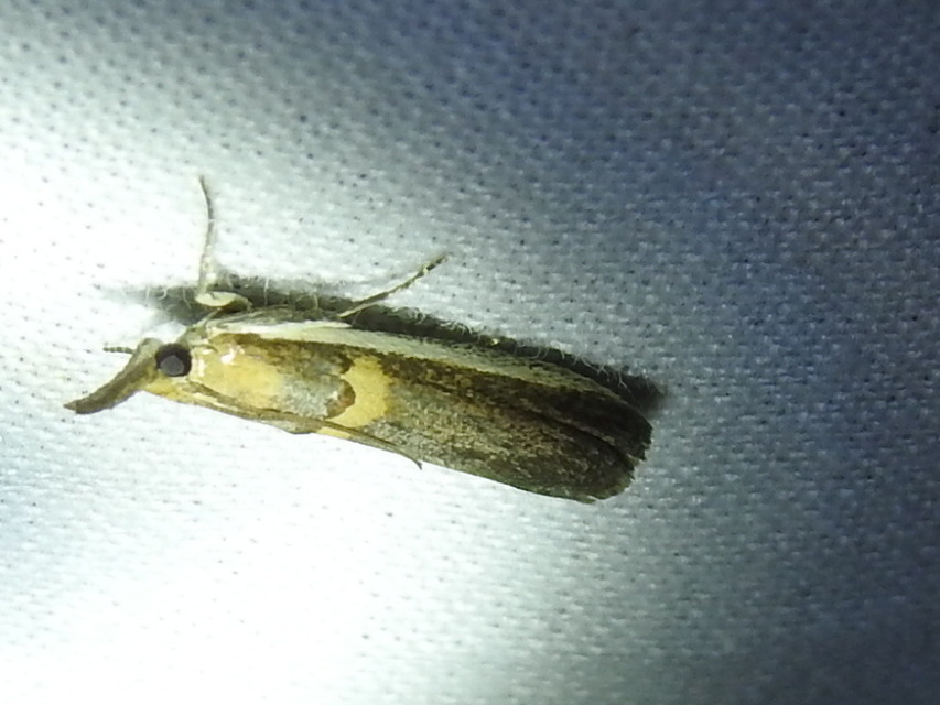 Etiella zinckenella - akácmoly