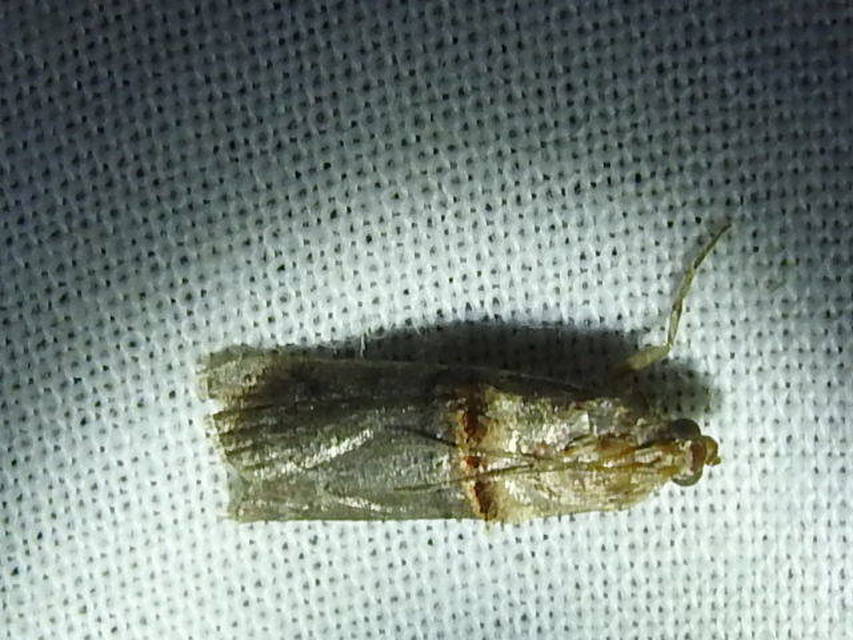 Trachonitis cristella - bokorrágó karcsúmoly