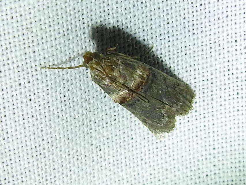 Trachonitis cristella - bokorrágó karcsúmoly
