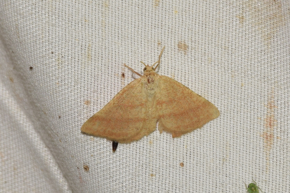 Aplasta ononaria - iglicearaszoló