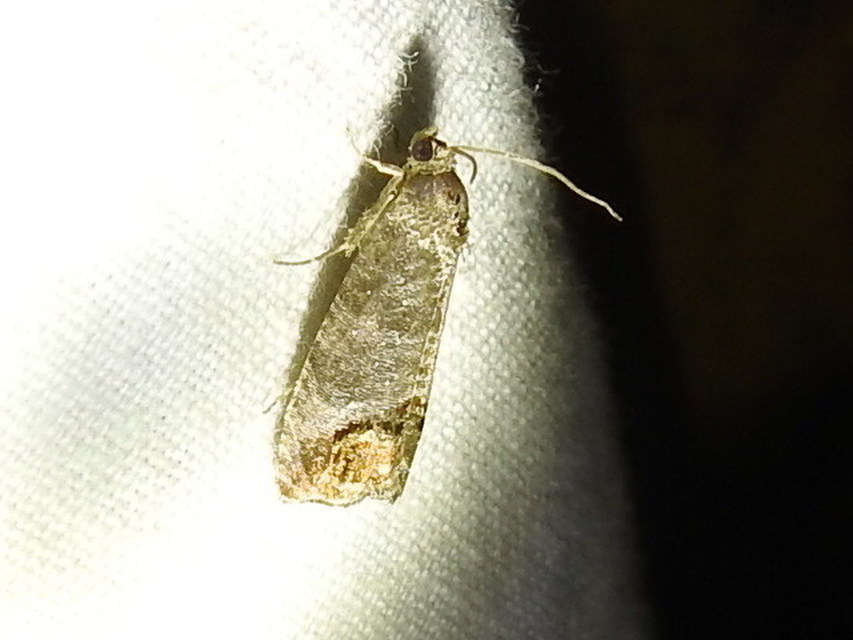 Cydia pomonella - almamoly