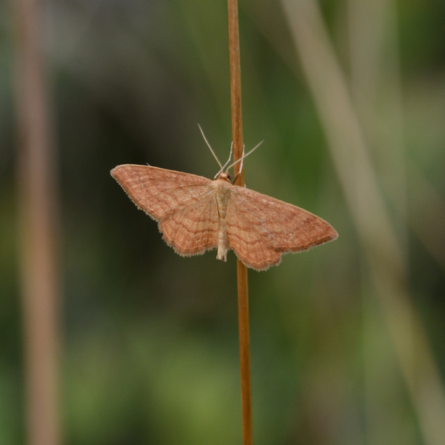 Idaea ochrata - okkerszínű sávosaraszoló