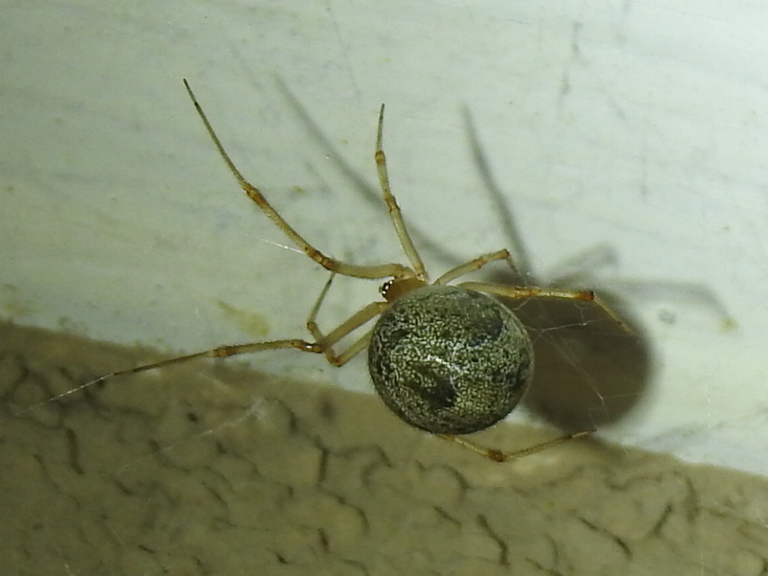 Parasteatoda tepidariorum - üvegházi törpepók