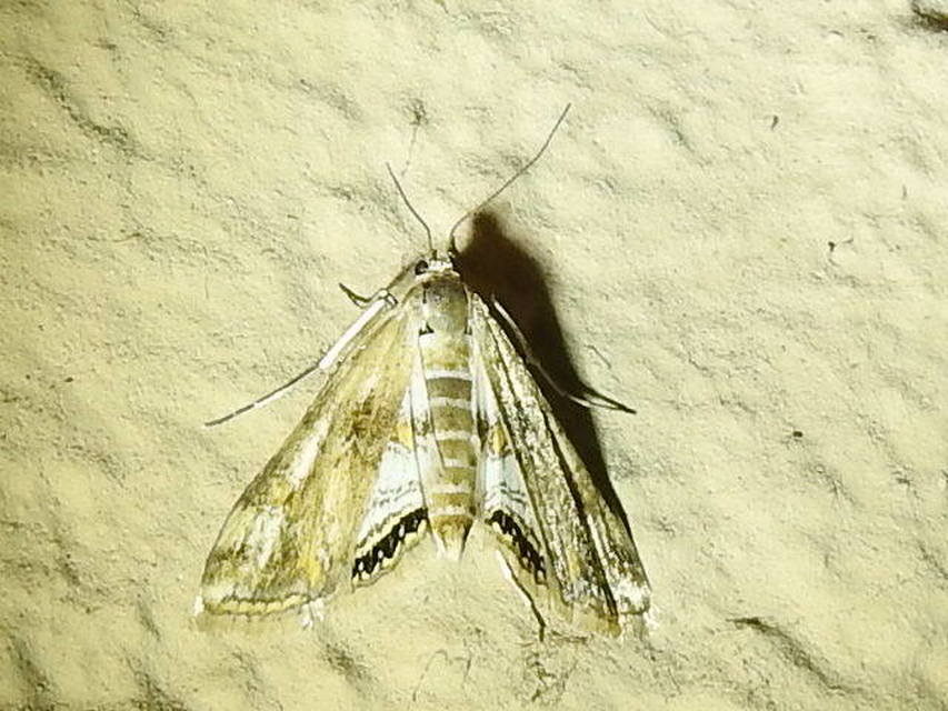 Cataclysta lemnata - békalencsemoly