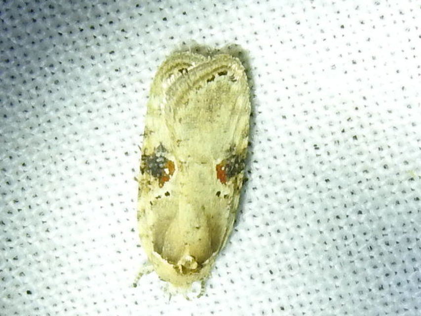 Agonopterix alstromeriana - bürök-laposmoly