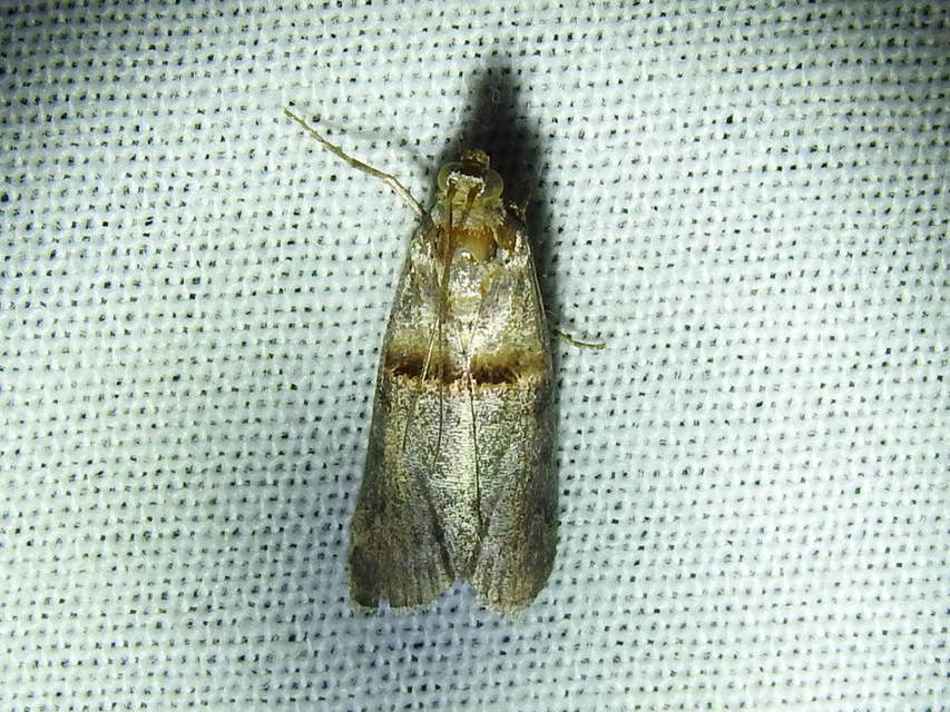 Trachonitis cristella - bokorrágó karcsúmoly