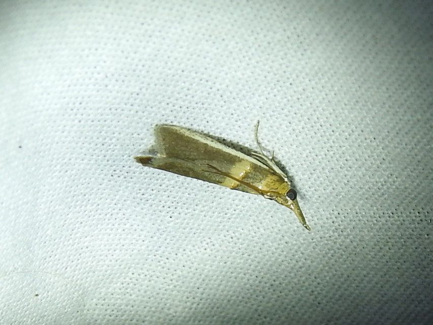 Etiella zinckenella - akácmoly