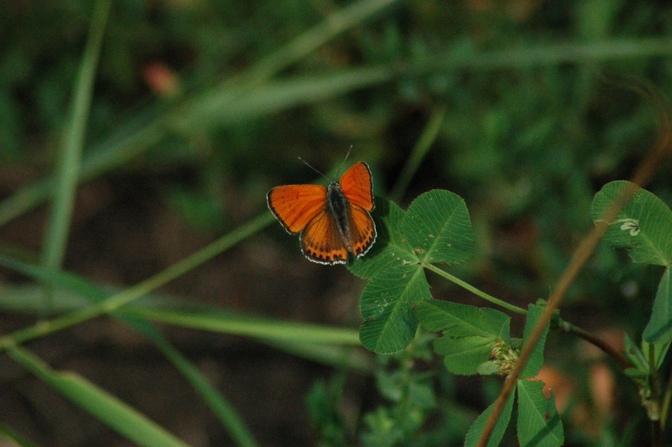 Lycaena thersamon - kis tűzlepke