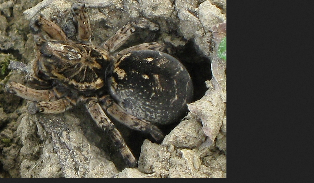 Geolycosa vultuosa - pokoli cselőpók