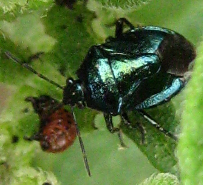 Zicrona caerulea - acélkék poloska Zicrona caerulea - acélkék poloska