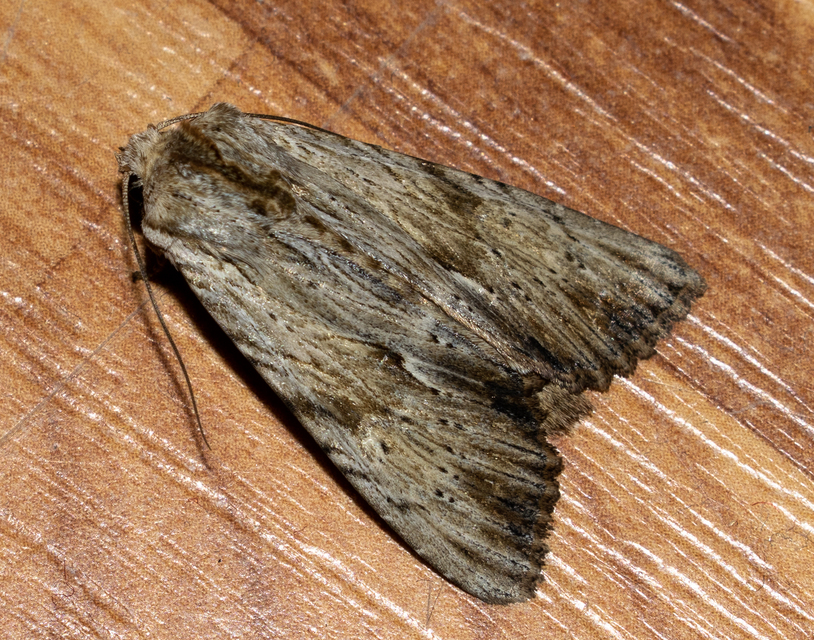 Apamea lithoxylaea - fakó dudvabagoly