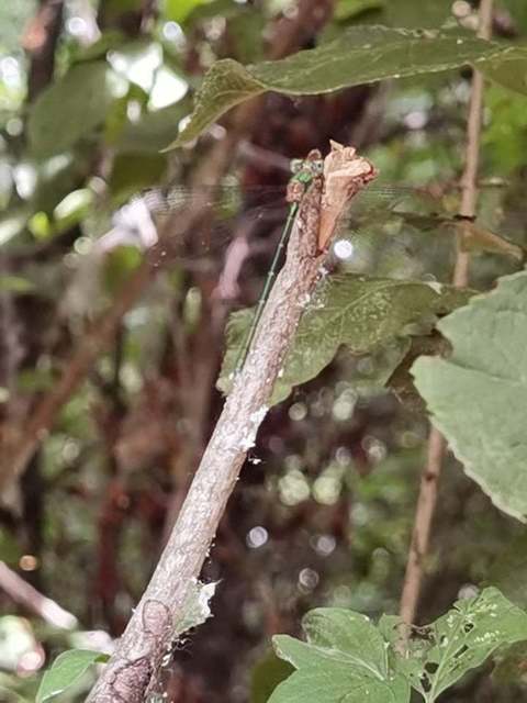 Chalcolestes viridis/parvidens