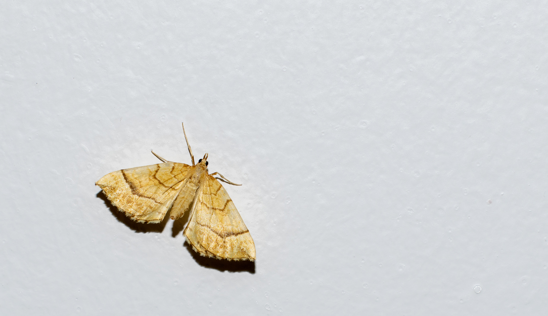 Eulithis mellinata - feketeribiszke-araszoló